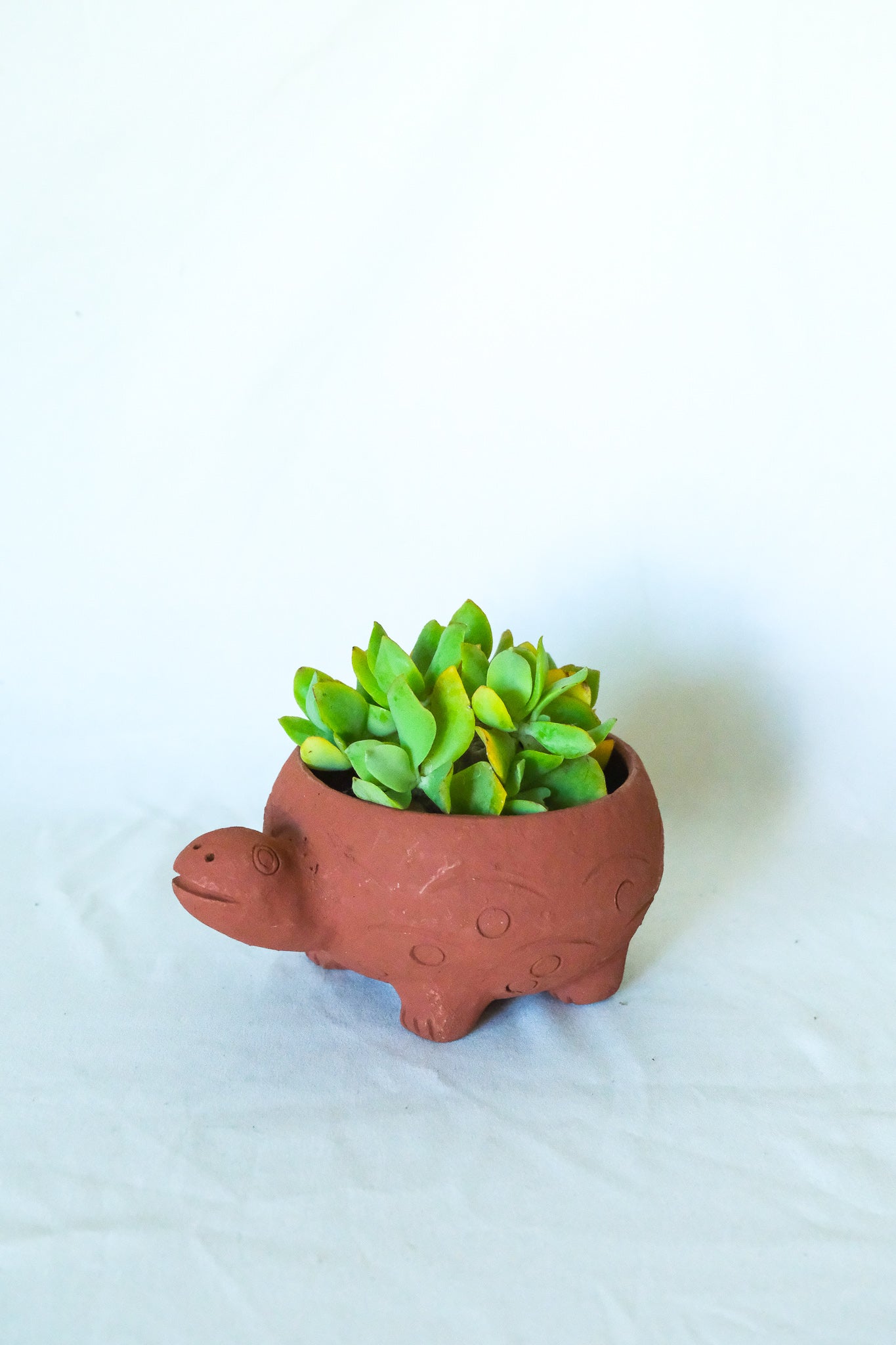 Terra Cotta Turtle Planter