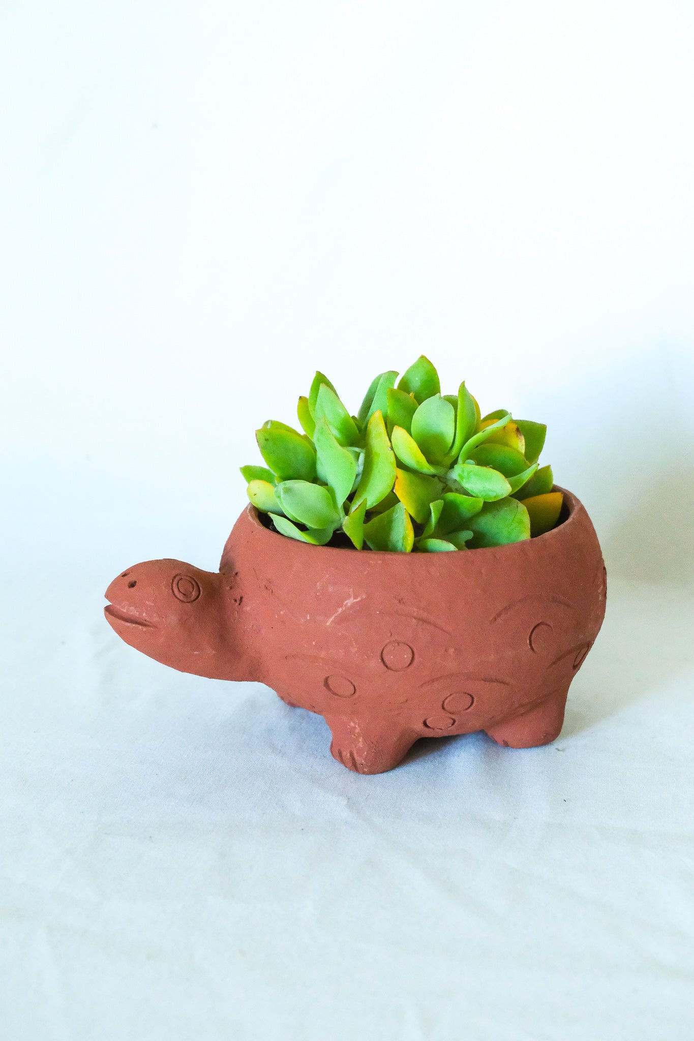 Terra Cotta Turtle Planter