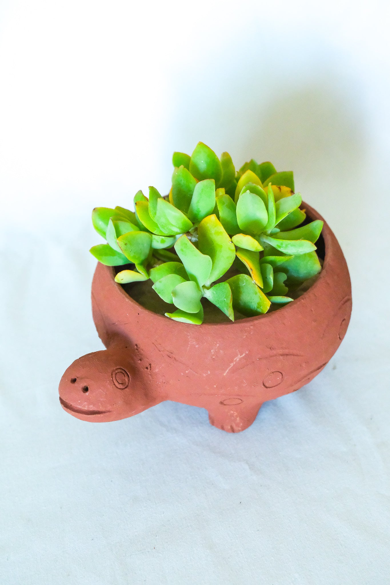 Terra Cotta Turtle Planter
