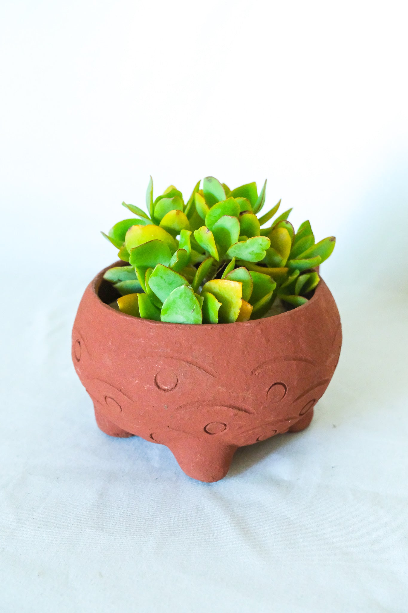Terra Cotta Turtle Planter