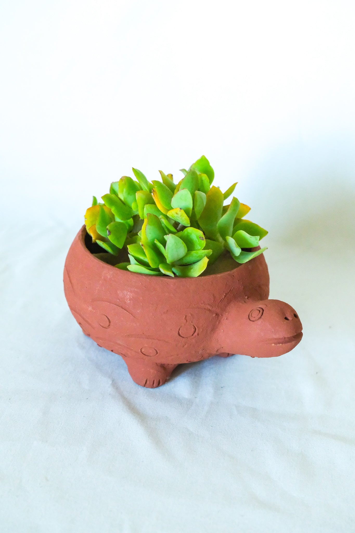 Terra Cotta Turtle Planter